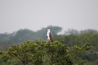 LBL1302511-1200 White-bellied Sea Eagle (Haliaeetus leucogaster)