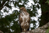 LBL1302520-1200 Changeable Hawk Eagle (Spizaetus cirrhatus)