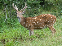 LBL1302553-1200 Spotted Deer (Cervus axis)