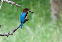 LBL1302605-1200 White-throated Kingfisher (Halcyon smyrnensis)