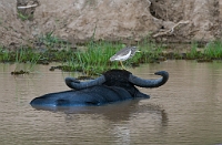LBL1302623-1200 Indian Pond Heron (Ardeola grayii) and Water Buffalo (Bubalus bubalis)