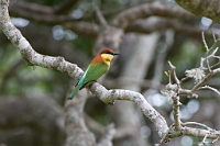 LBL1303008-1200 Chestnut-headed Bee-eater (Merops leschenaulti)