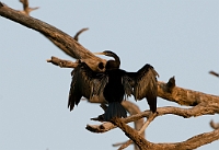 LBL1303137-1200 Darter (Anhinga melanogaster)