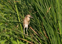 LBL1303209-1200 Yellow Bittern (Ixobrychus sinensis)