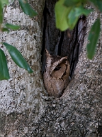 LBL1303230-1200 Oriental Scops Owl (Otus sunia)