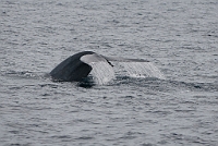 LBL1303492-1200 Blue Whale (Balaenoptera musculus)