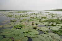 LBL1800109-1200  Water-Lilies and Water Hyacinth, Mabamba Swamps. © Leif Bisschop-Larsen / Naturfoto