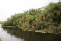 LBL1800110-1200  Papyrus, Mabamba Swamps. © Leif Bisschop-Larsen / Naturfoto