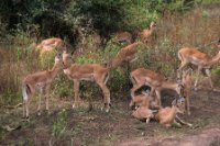 LBL1800227-1200  Impala, Aepyceros melampus. © Leif Bisschop-Larsen / Naturfoto