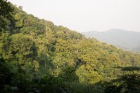 LBL1800295-1200  Bwindi Forest. © Leif Bisschop-Larsen / Naturfoto