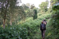 LBL1800296-1200  Bwindi Forest. © Leif Bisschop-Larsen / Naturfoto