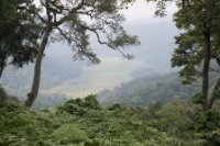 LBL1800319-1200  Bwindi Forest, view of Mubwindi Swamp. © Leif Bisschop-Larsen / Naturfoto