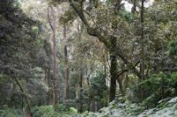 LBL1800321-1200  Bwindi Forest. © Leif Bisschop-Larsen / Naturfoto