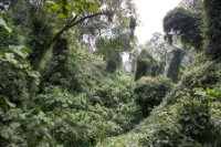 LBL1800356-1200  Bwindi Forest. © Leif Bisschop-Larsen / Naturfoto