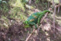 LBL1800368-1200  Rwenzoori Three-horned Chameleon, Chameleo jonstoni. © Leif Bisschop-Larsen / Naturfoto