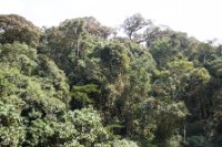 LBL1800376-1200  Forest at "the Neck", Bwindi. © Leif Bisschop-Larsen / Naturfoto