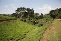 LBL1800377-1200  The border of Bwindi Inpenetrable National Park is sharp. © Leif Bisschop-Larsen / Naturfoto