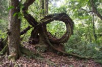 LBL1800399-1200  Bwindi Forest. © Leif Bisschop-Larsen / Naturfoto