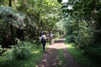 LBL1800402-1200  Bwindi Forest. © Leif Bisschop-Larsen / Naturfoto