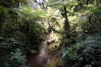 LBL1800407-1200  Tree-ferns by river, Bwindi Forest. © Leif Bisschop-Larsen / Naturfoto