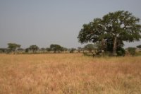 LBL1800424-1200  Savanna in Queen Elizabeth National Park. © Leif Bisschop-Larsen / Naturfoto