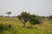 LBL1800438-1200  Savanna with Euphorbia trees in Queen Elizabeth National Park. © Leif Bisschop-Larsen / Naturfoto