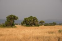 LBL1800455-1200  Savanna in Queen Elizabeth National Park. © Leif Bisschop-Larsen / Naturfoto