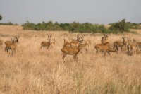 LBL1800465-1200  Kob, Kobus kob, Queen Elizabeth Nat. Park. © Leif Bisschop-Larsen / Naturfoto