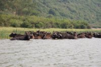 LBL1800516-1200  Bufalo, Syncerus caffer. Kazinga Channel. © Leif Bisschop-Larsen / Naturfoto