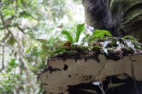 LBL1800590-1200  Kibale Forest. © Leif Bisschop-Larsen / Naturfoto