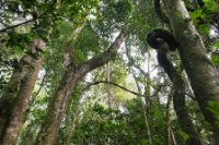 LBL1800592-1200  Kibale Forest. © Leif Bisschop-Larsen / Naturfoto