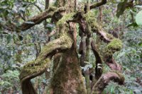 LBL1800595-1200  Kibale Forest. © Leif Bisschop-Larsen / Naturfoto