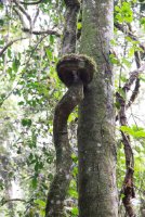 LBL1800598-1200  Kibale Forest. © Leif Bisschop-Larsen / Naturfoto