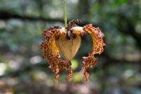 LBL1800605-1200  Flower from a tree, Kibale Forest. © Leif Bisschop-Larsen / Naturfoto