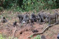 LBL1800762-1200  Olive Baboon, Papio anubis, Kibale Forest. © Leif Bisschop-Larsen / Naturfoto