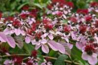 LBL1800766-1200  Flowering bush. © Leif Bisschop-Larsen / Naturfoto