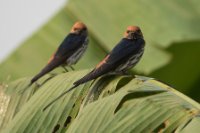 LBL1800845-1200  Lesser Striped Swallow, Cecropis abyssinica. © Leif Bisschop-Larsen / Naturfoto