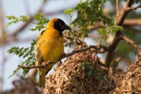 LBL1800859-1200  Black-headed Weaver, Ploceus melanocephalus. © Leif Bisschop-Larsen / Naturfoto