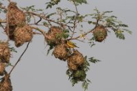 LBL1800866-1200  Black-headed Weaver, Ploceus melanocephalus. © Leif Bisschop-Larsen / Naturfoto