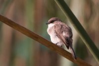 LBL1800872-1200  Swamp Flycatcher, Muscicapa aquatica. © Leif Bisschop-Larsen / Naturfoto