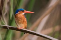 LBL1800879-1200  Malachite Kingfisher, Corythornis cristatus. © Leif Bisschop-Larsen / Naturfoto