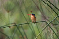 LBL1800886-1200  Malachite Kingfisher, Alcedo cristata. © Leif Bisschop-Larsen / Naturfoto