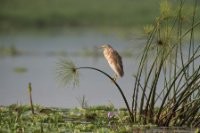 LBL1800911-1200  Squacco Heron, Ardeola ralloides. © Leif Bisschop-Larsen / Naturfoto