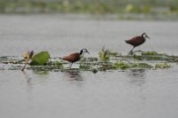 LBL1800920-1200  African Jacana, Actophilornis africanus. © Leif Bisschop-Larsen / Naturfoto