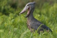 LBL1800960-1200  Shoebill, Balaeniceps rex. © Leif Bisschop-Larsen / Naturfoto