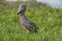 LBL1800981-1200  Shoebill, Balaeniceps rex. © Leif Bisschop-Larsen / Naturfoto