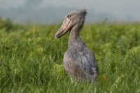 LBL1800989-1200  Shoebill, Balaeniceps rex. © Leif Bisschop-Larsen / Naturfoto