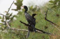 LBL1801058-1200  Reed Cormorant, Microcarbo africanus. © Leif Bisschop-Larsen / Naturfoto