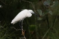 LBL1801089-1200  Little Egret, Egretta garzetta. © Leif Bisschop-Larsen / Naturfoto