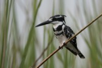 LBL1801107-1200  Pied Kingfisher, Ceryle rudis. © Leif Bisschop-Larsen / Naturfoto